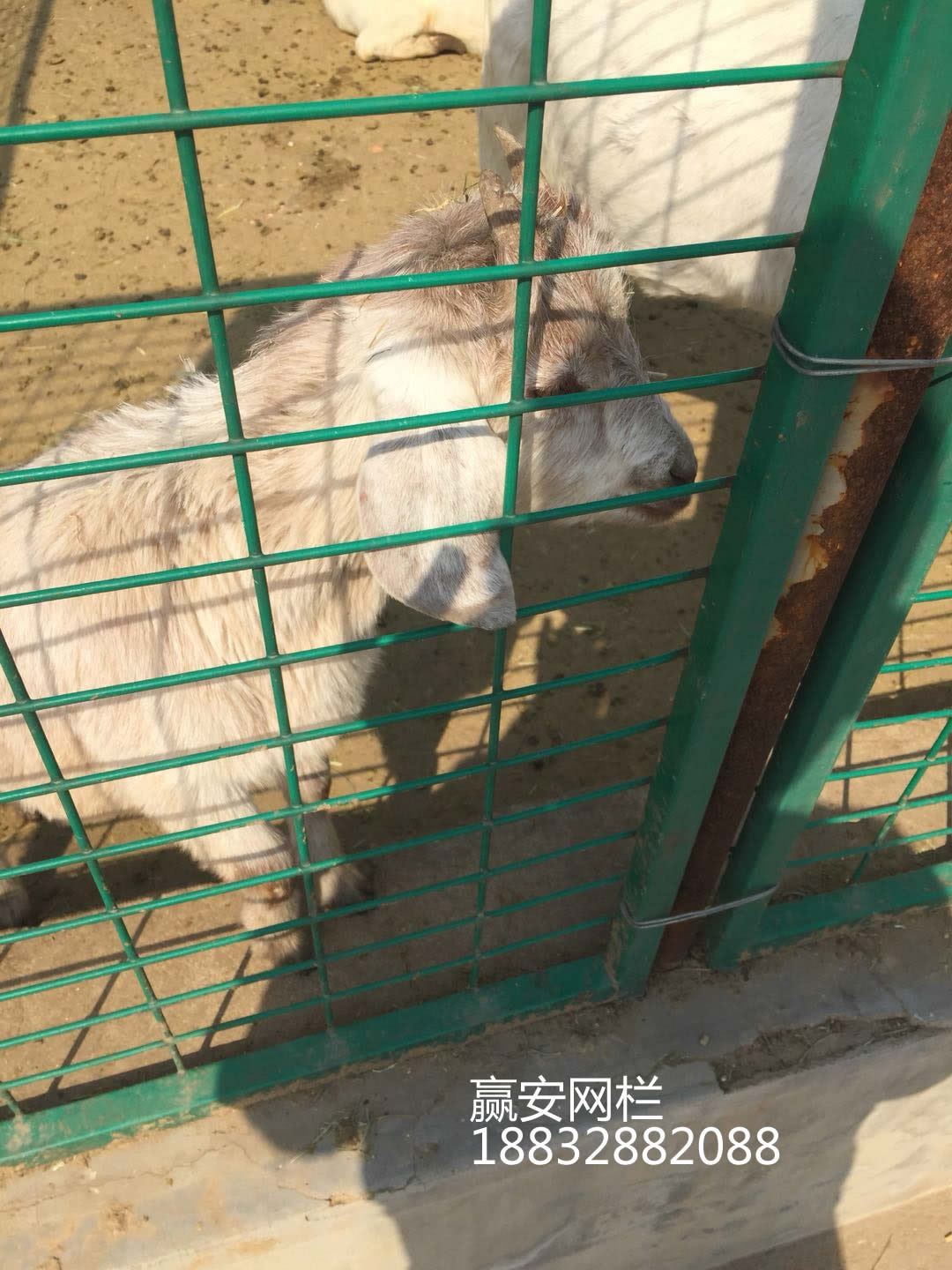 动物园护栏网
