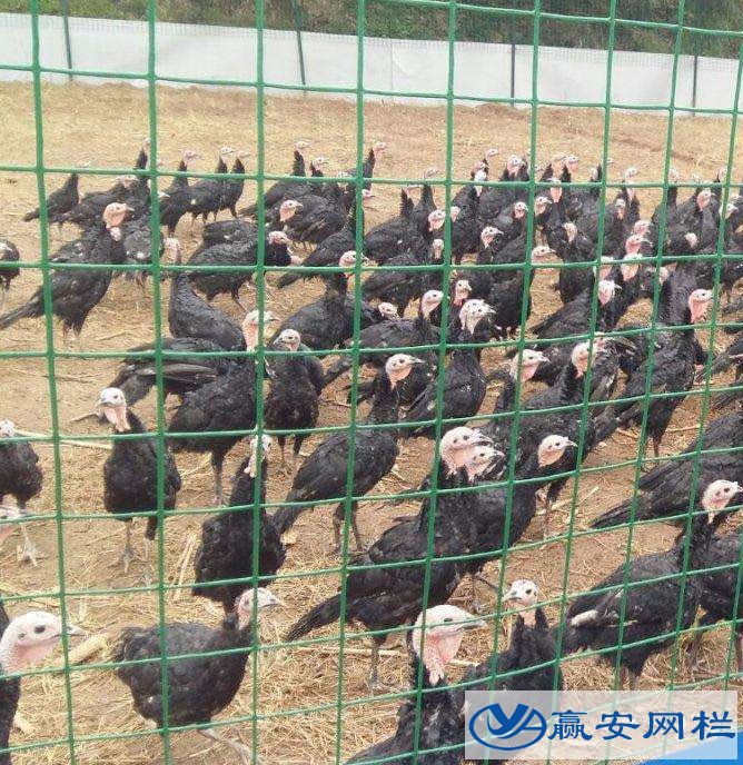 养鸡铁丝网