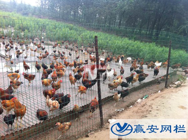 养鸡铁丝网