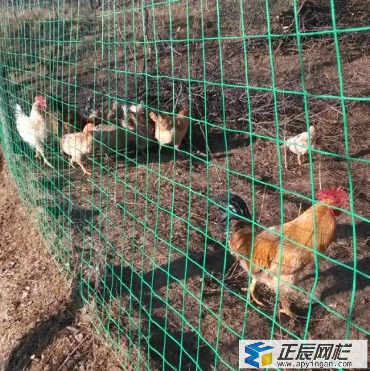 山地养土鸡围栏